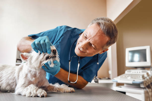 Best Emergency Dental Services for Seniors in Colona, IL